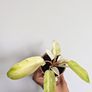 Philodendron Snowdrift Plant Image 2