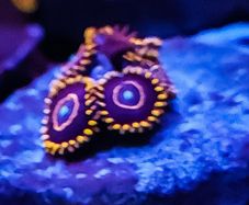 Red hornet zoa