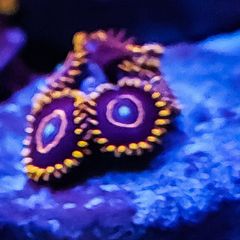 Red hornet zoa