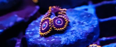 Red hornet zoa