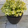 Barrel planter Image 4