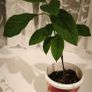 Young avocado plant Image 2