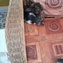 kittens Image 3