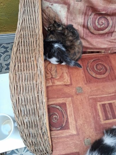 kittens