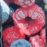 ES System K SMI INDUS 07 2D Freezer Display Cabinet I have 2 pieces for sale. Image 2