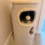 cat Image 2