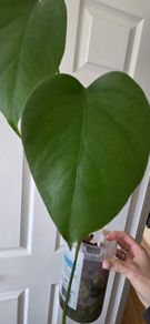 Reverted monstera albo