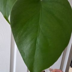 Reverted monstera albo