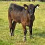 3yr Old Organic Angus Stock Bull Image 4