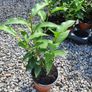 Portuguese Laurel Hedging Plants Image 4