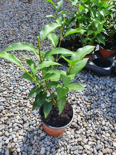 Portuguese Laurel Hedging Plants