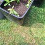 Plant pots Image 7