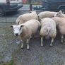 Purebred belted hogged rams Image 4