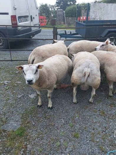 Purebred belted hogged rams