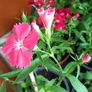 Plants Sweet William Image 3