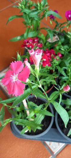 Plants Sweet William