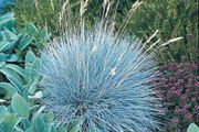 plants