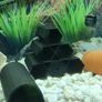Pleco Caves Image 10