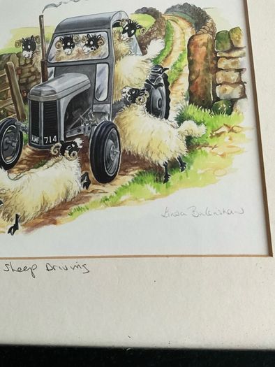 'Cat Nap' & Sheep Driving' by Linda Birkinshaw
