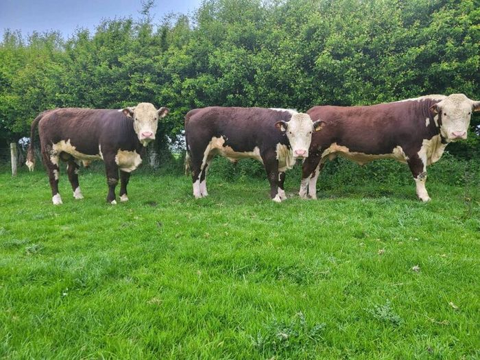 Hereford bulls