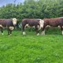 Hereford bulls Image 4