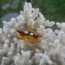 Natural 100% Real White Coral Reef Seashell Aquarium Decor Coral Decoration 7" x 8" Image 8