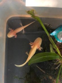 Axolotl