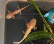 Axolotl
