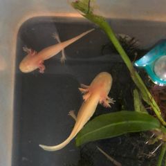 Axolotl