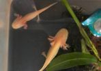 Axolotls
