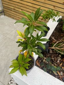 plant