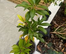 plant