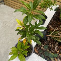 plant