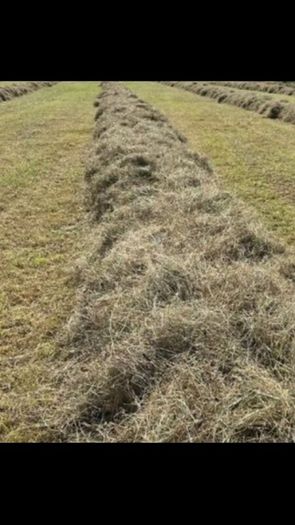 Hay for sale