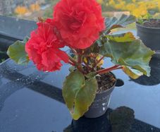 Begonia Plant