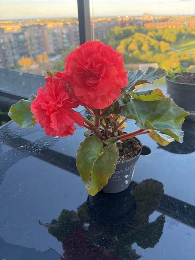 Begonia Plant