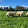 Texel/ Rouge Rams Image 10