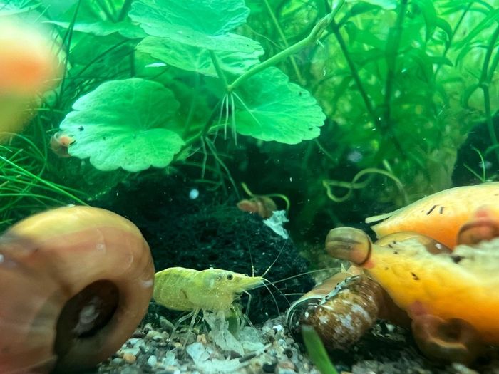 Yellow shrimp and snails