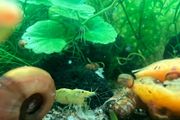 Yellow shrimp and snails