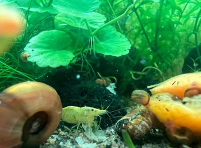 Yellow shrimp and snails