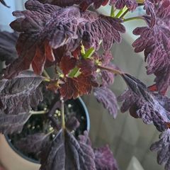 indoor(pot included)