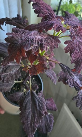 indoor(pot included)