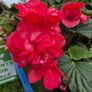 plants for sale Image 2