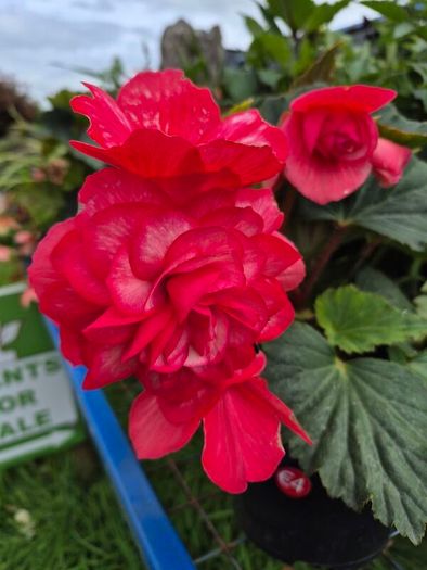 plants for sale