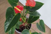 Anthurium plant