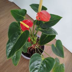 Anthurium plant