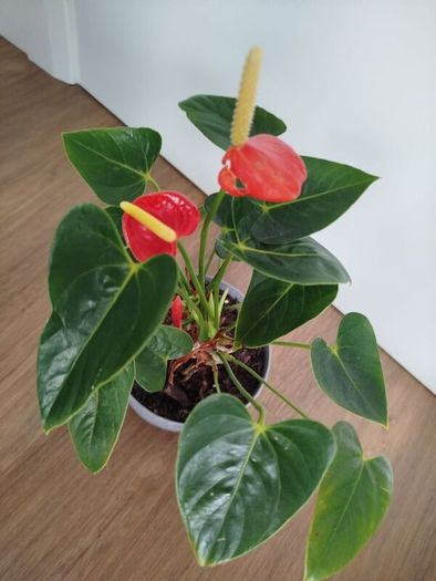 Anthurium plant