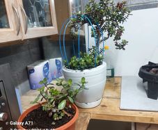 Plants