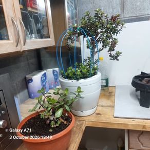 Plants
