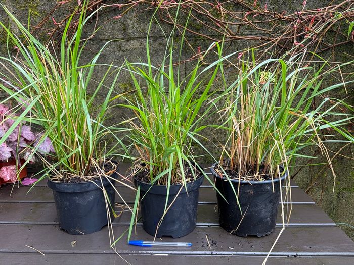 calamagrostis karl foerster - ornamental grass